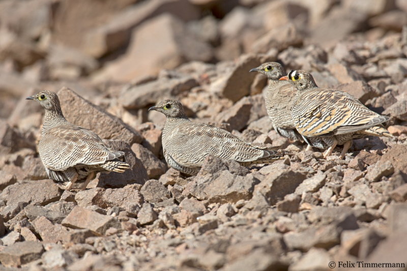 Lichtenstein's Sandgrouse