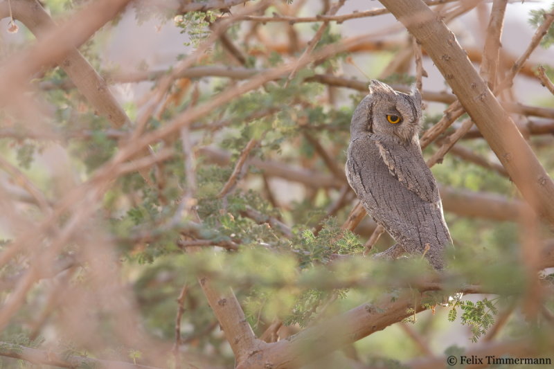 Pallid Scops Owl