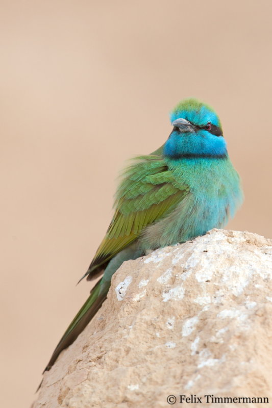 Green Beeeater