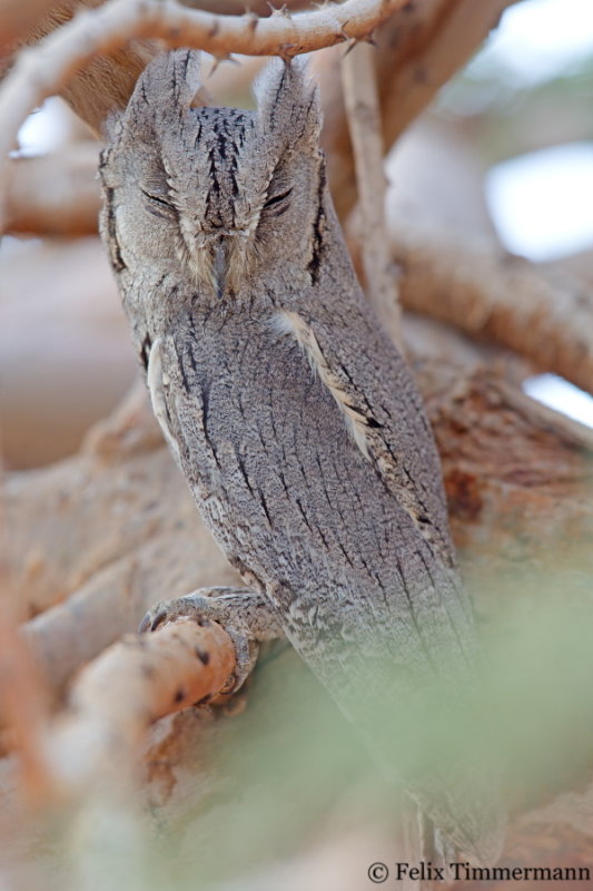 Pallid Scops Owl