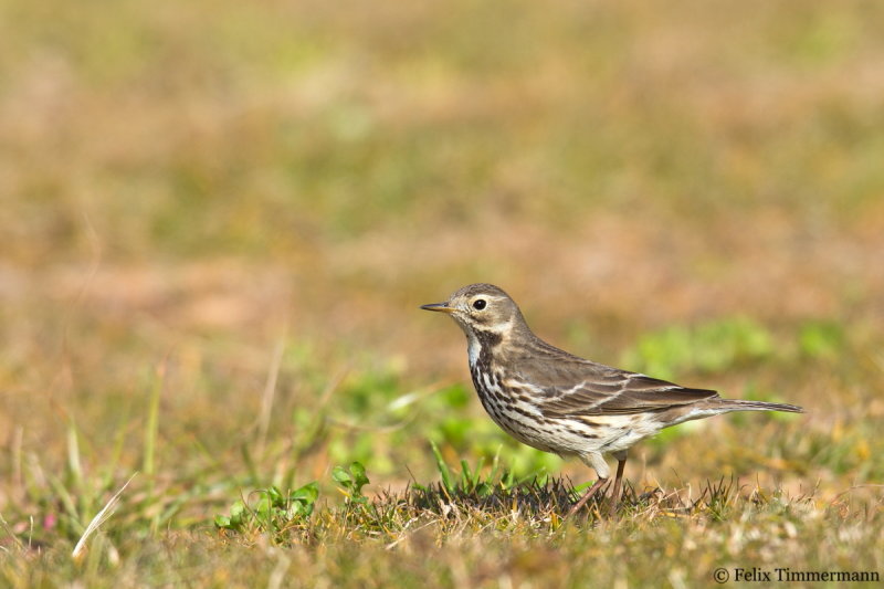 Siberian Buff-breasted Pipit