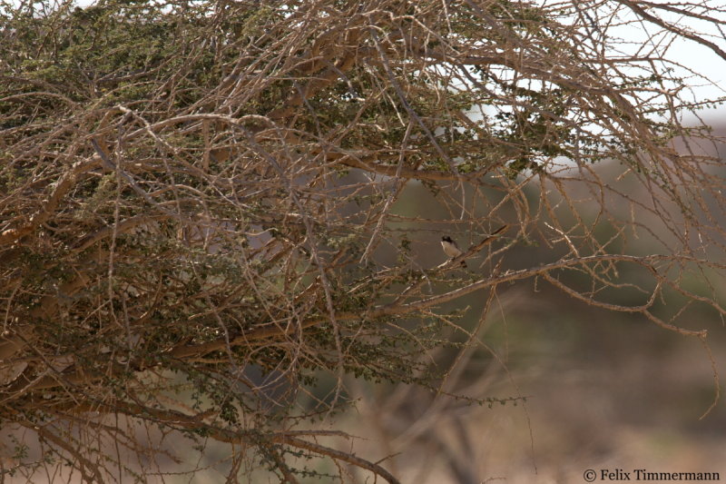 Arabian Warbler