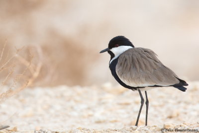 Spur-winged Lapwing