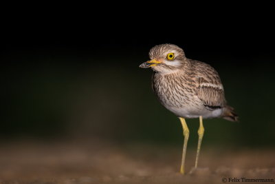 European Stone-Curlew