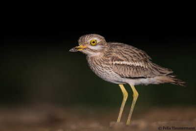 European Stone-Curlew