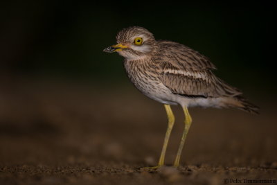 European Stone-Curlew