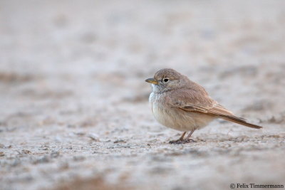 Bar-tailed Lark