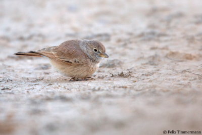 Bar-tailed Lark