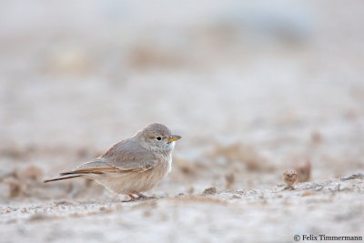 Bar-tailed Lark