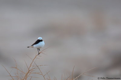 Eastern Mourning Wheatear