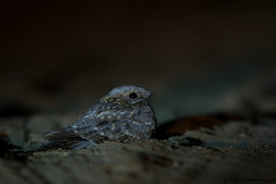 Nubian Nightjar