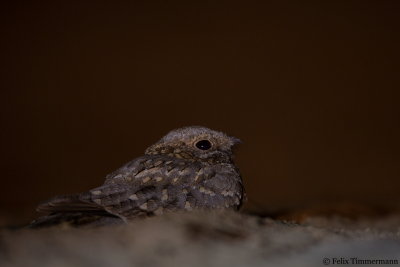 Nubian Nightjar