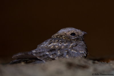 Nubian Nightjar