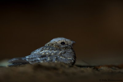 Nubian Nightjar