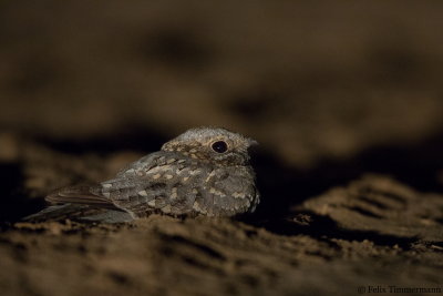 Nubian Nightjar