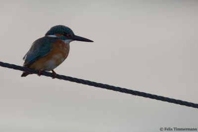 European Kingfisher 