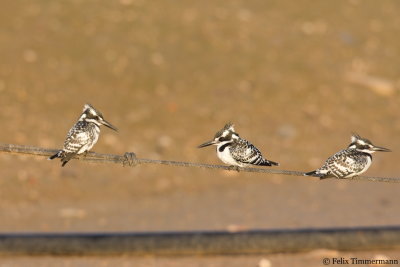 Pied Kingfisher