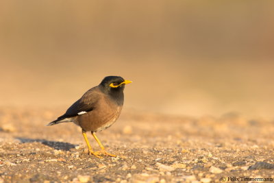 Common Maina
