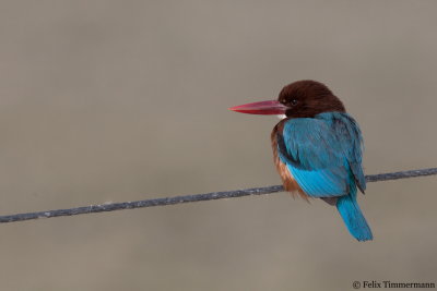 White-throated Kingfisher