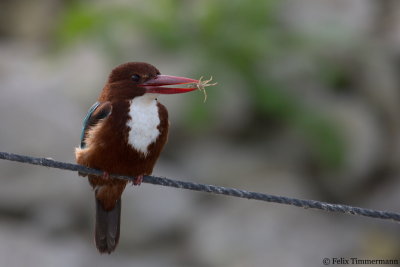 White-throated Kingfisher