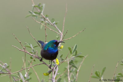 Palestine Sunbird
