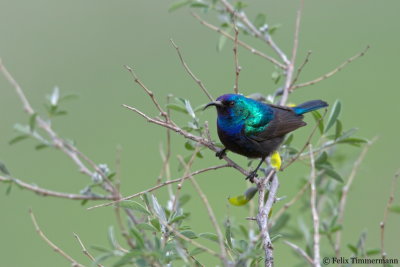  Palestine Sunbird
