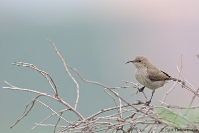 Palestine Sunbird
