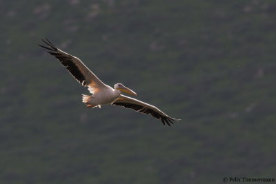 Great White Pelican