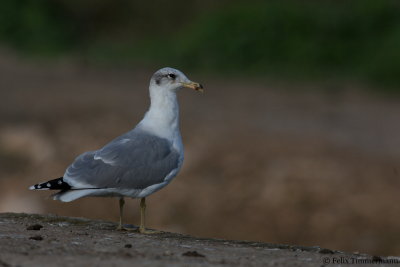 Pallas Gull