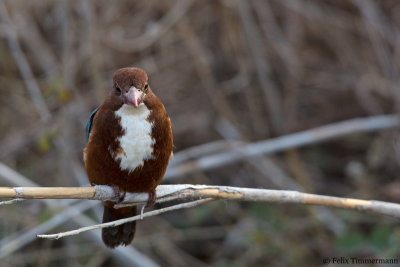 White-throated Kingfisher