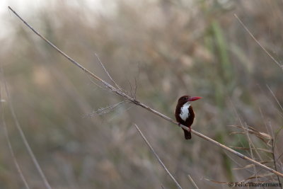 White-throated Kingfisher