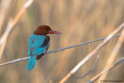 White-throated Kingfisher