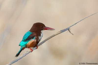 White-throated Kingfisher