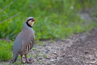 Chukar