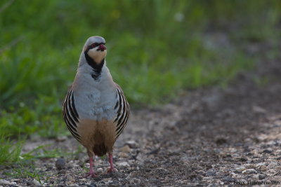 Chukar