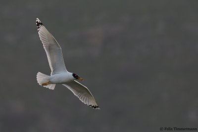 Pallas Gull