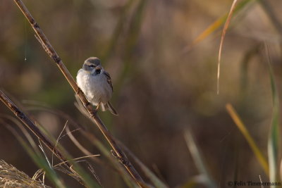 Dead Sea Sparrow