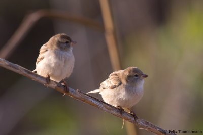Dead Sea Sparrow