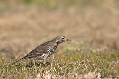 Siberian Buff-bellied Pipit