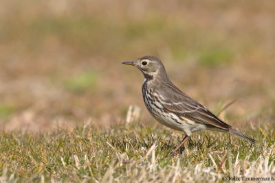 Siberian Buff-bellied Pipit