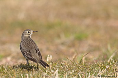 Siberian Buff-bellied Pipit