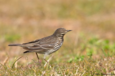 Siberian Buff-bellied Pipit
