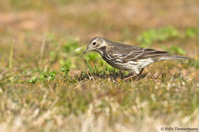 Siberian Buff-bellied Pipit