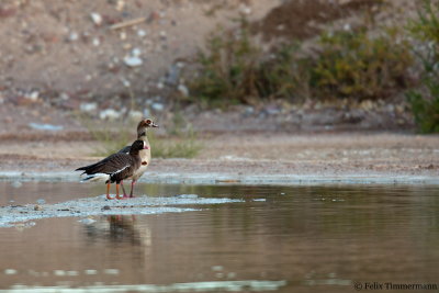 Lesser white-fronted Goose