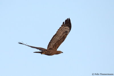 Crested Honey Buzzard