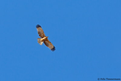 Crested Honey Buzzard