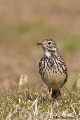 Siberian Buff-bellied Pipit