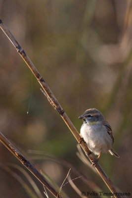 Dead Sea Sparrow