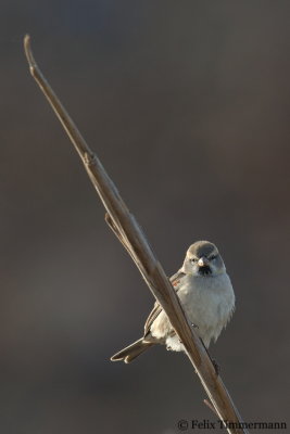 Dead Sea Sparrow