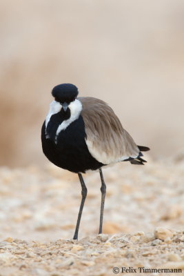 Spur-winged Lapwing